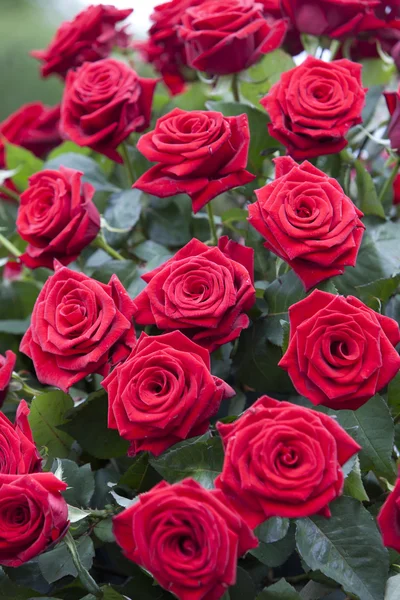 Fiori di rosa da vicino in una giornata di sole — Foto Stock