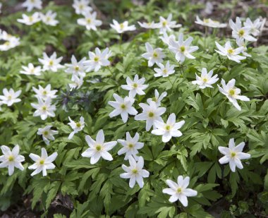 ilk bahar çiçekleri - beyaz kardelen.