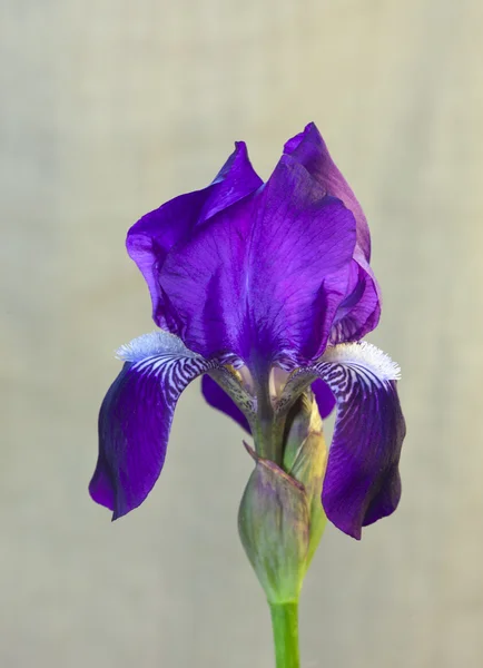 Flor de íris violeta close-up — Fotografia de Stock