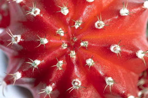 Fragment of cactus, gymnocalycium mihanovichii variegata, small depth of sharpnes — Stock Photo, Image