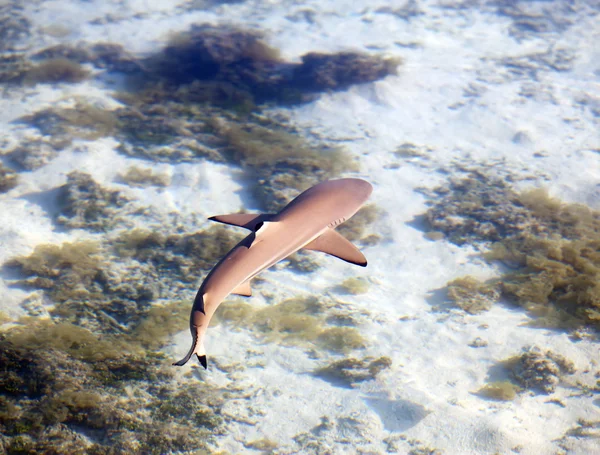 Reef shark, felülnézet, kristálytiszta wate keresztül — Stock Fotó