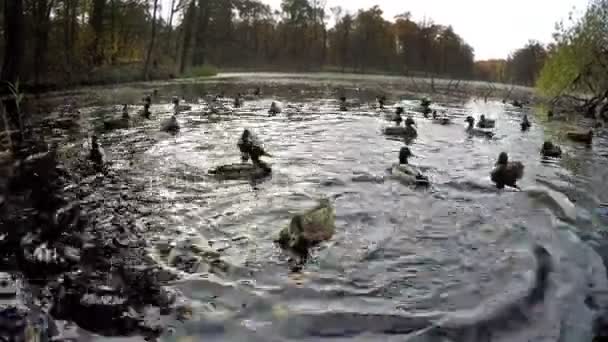 Утки в озере и осеннем лесу — стоковое видео