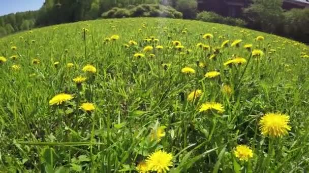 Glade van paardebloemen — Stockvideo