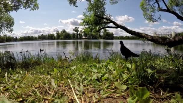 Holub jí obilí drobky na břehu jezera — Stock video