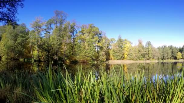 le bois se reflète dans le lac 