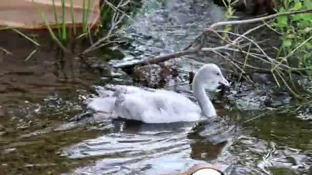 Pássaro de bebê de um cisne em lago — Vídeo de Stock