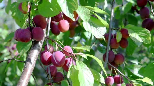 Prunes mûres sur une branche dans un jardin — Video