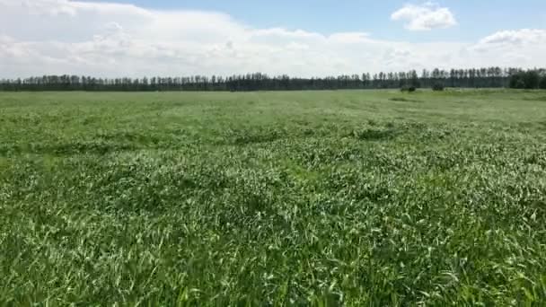 Das schöne, leuchtend grüne Gras weht vom Wind — Stockvideo