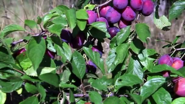 Ripe plums on a branch in a garden — Stock Video