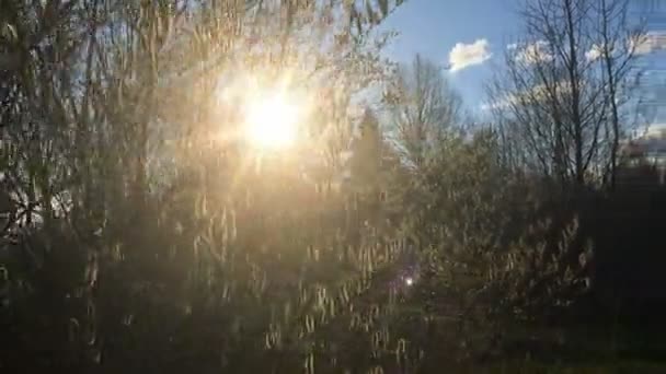 Le soleil brille à travers les branches nues des buissons au début du printemps — Video