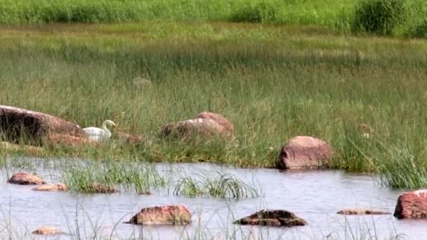 Swan i sjön, i en miljö med ett grönt gräs och stenar — Stockvideo