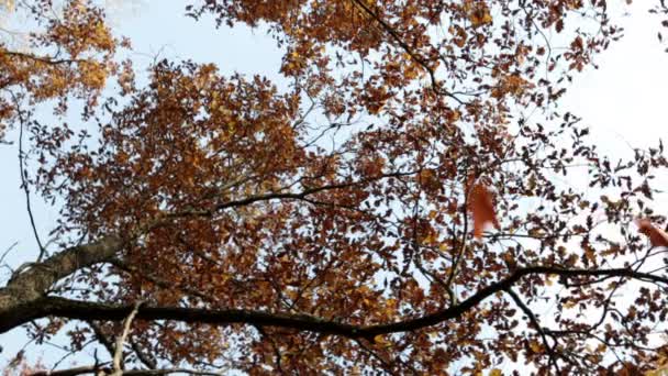 Arbre d'automne au feuillage brillant sur fond bleu ciel et aux feuilles tombantes 