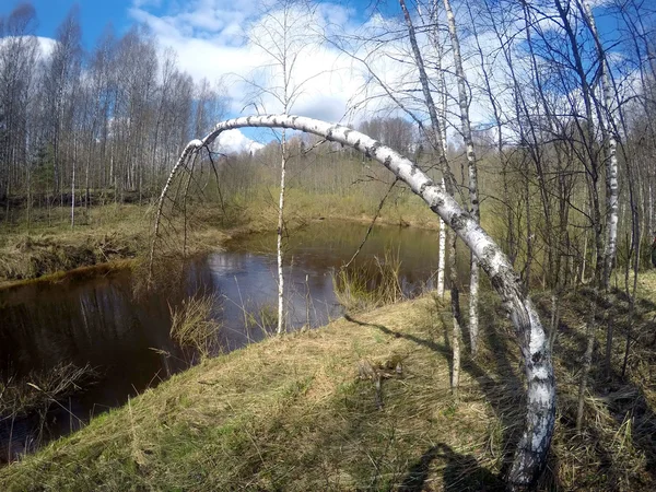 El río en el bosque de primavera, un abedul doblado sobre wate —  Fotos de Stock