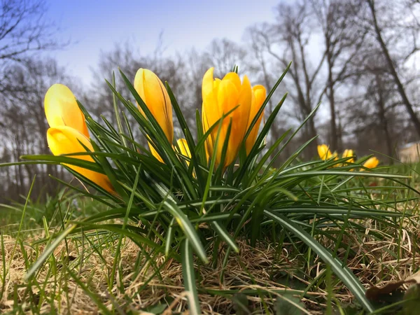 Crocus bir glade üzerinde — Stok fotoğraf