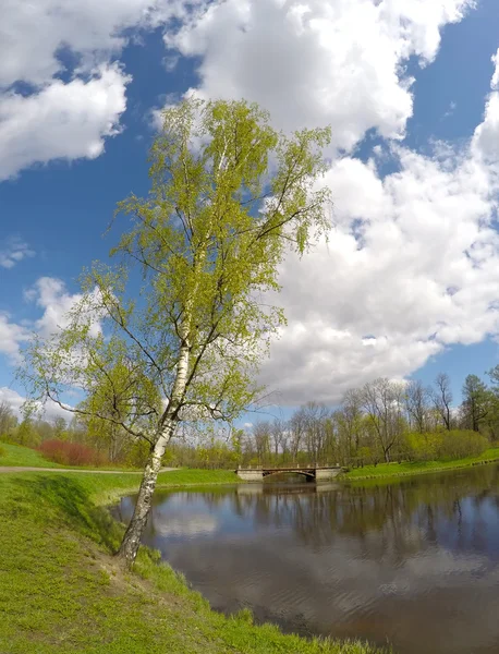 Park in the suburb of St. Petersburg, Russia. The birch bent over the lake — Stock Photo, Image