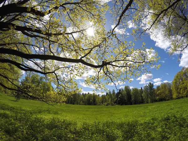 El paisaje hermoso, brillante veraniego - el bosque detrás del prado y las ramas de los árboles en primer plano —  Fotos de Stock