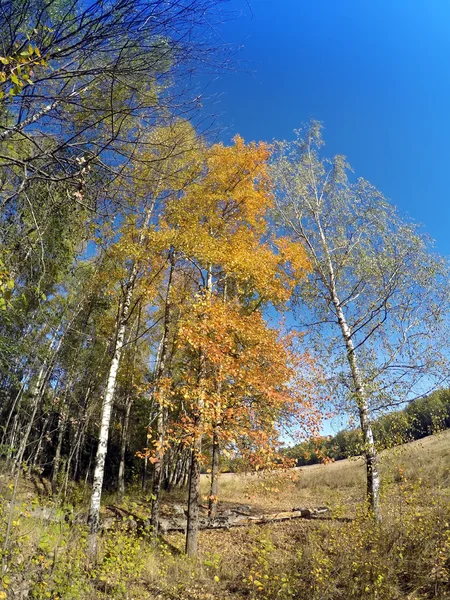 Abedules en el campo contra el cielo azul en el soleado día de otoño —  Fotos de Stock