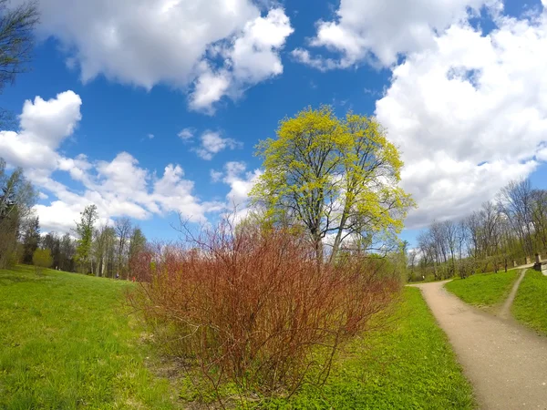 Park in the suburb of St. Petersburg, Russia. — Stock Photo, Image