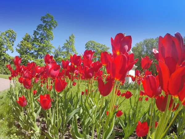 Cama con tulipanes — Foto de Stock