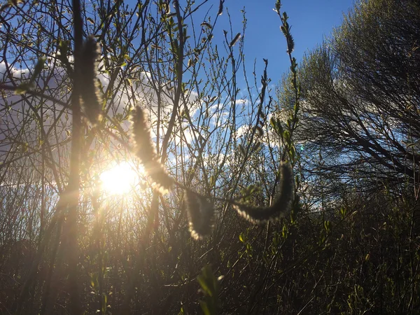 Il sole splende attraverso rami nudi di cespugli all'inizio della primavera — Foto Stock