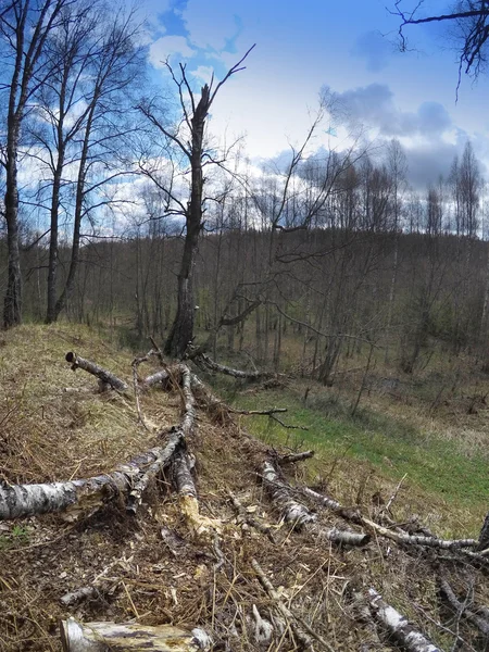 The fallen birch in the spring wood — Stock Photo, Image