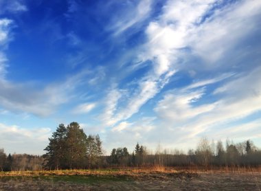 Arka plan mavi gökyüzü ve geçen yılki çim bahar alanıyla tepede çam