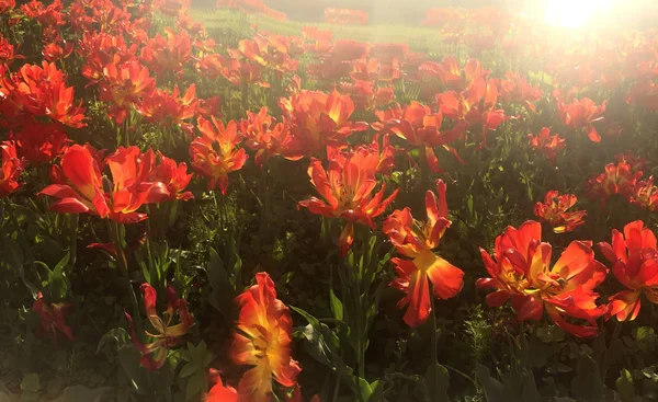 Ярко красные цветущие тюльпаны на закате — стоковое фото