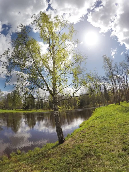 Park in the suburb of St. Petersburg, Russia. The birch bent over the lake — Stock Photo, Image