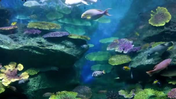 Fische in Korallen. Unterwasserwelt — Stockvideo