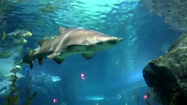 Rekin nad koralikową rafą — Wideo stockowe