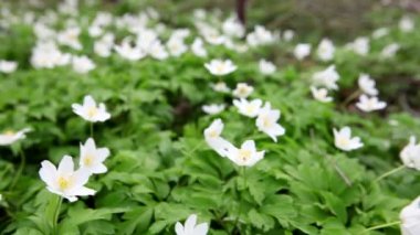 İlk bahar çiçekleri - beyaz kardelen