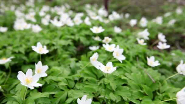 Les premières fleurs printanières - gouttes de neige blanches 