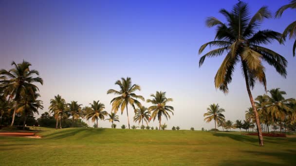 Зелений газон під пальмами — стокове відео