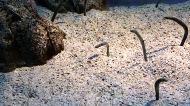 Fondo con anguille da giardino — Video Stock