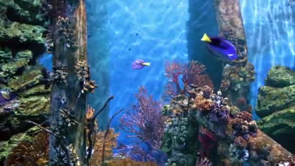 Fische in Korallen. Unterwasserwelt — Stockvideo