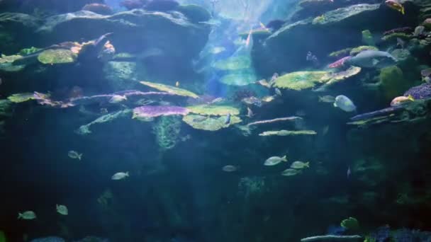 Рыбы в кораллах. Подводный мир — стоковое видео