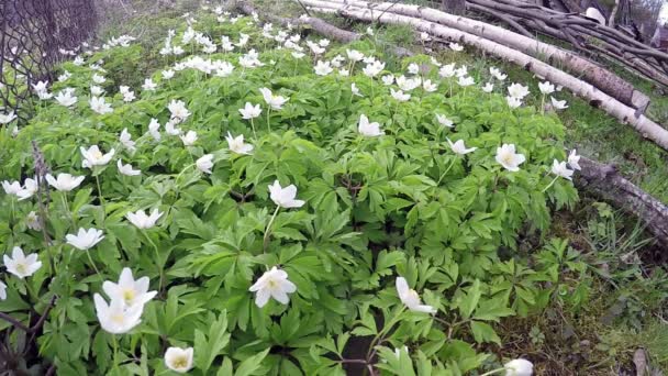 Musim semi pertama bunga-bunga putih snowdrops — Stok Video
