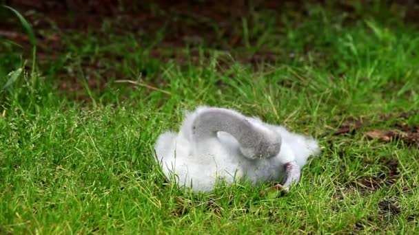 Der junge Schwan putzt Federn — Stockvideo