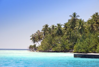 Okyanusta palmiye ağaçları olan ada.