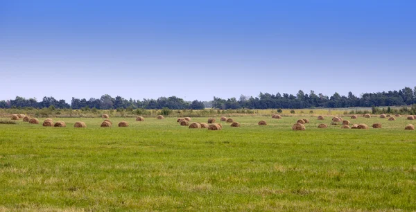 Стеки в поле в солнечный день — стоковое фото