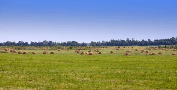 Pilhas no campo em um dia ensolarado — Fotografia de Stock