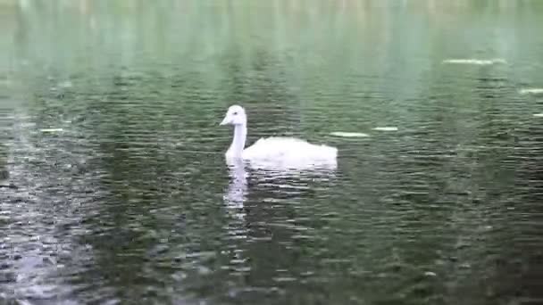 Passarinho de um cisne no lago — Vídeo de Stock