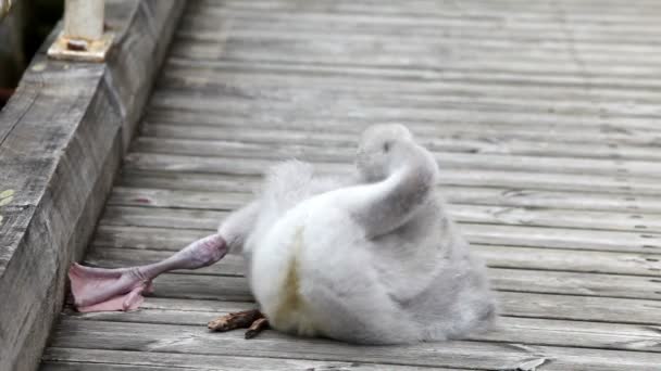 Птенчик лебедя чистит оперение на причале. — стоковое видео