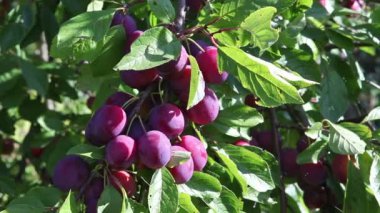 bir bahçe bir şube olarak olgun Erik