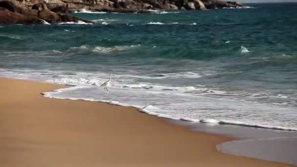 Garça branca na praia arenosa em um surf — Vídeo de Stock