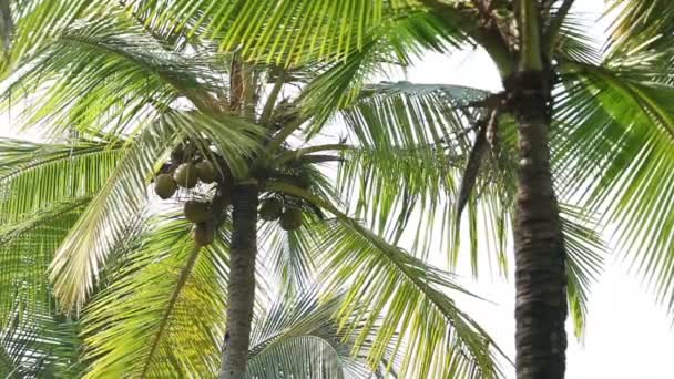 Coconuts on a palm tree — Stock Video