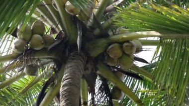 Bir palmiye ağacında hindistan cevizi