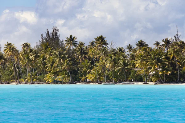 Острів з пальмами в океані — стокове фото