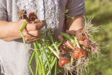Organik genç soğan