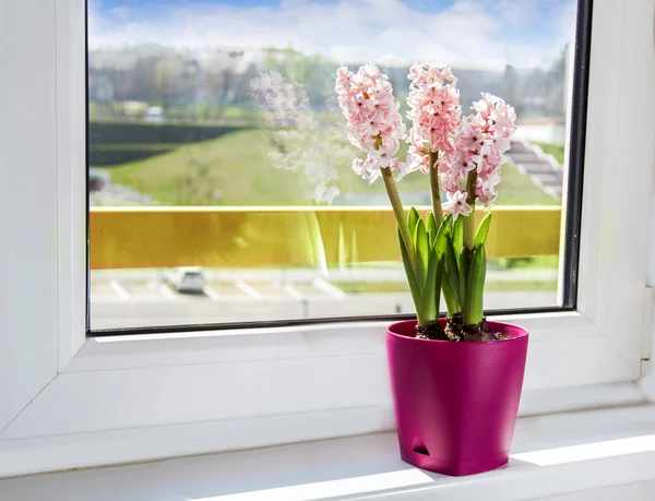 Flores de primavera jacinto — Fotografia de Stock